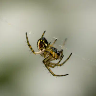 Mangora acalypha