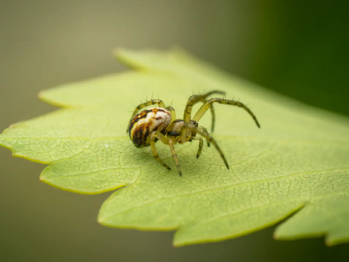 Mangore petite-bouteille