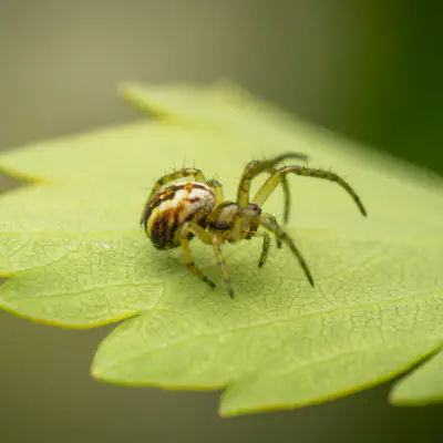 Streifenkreuzspinne