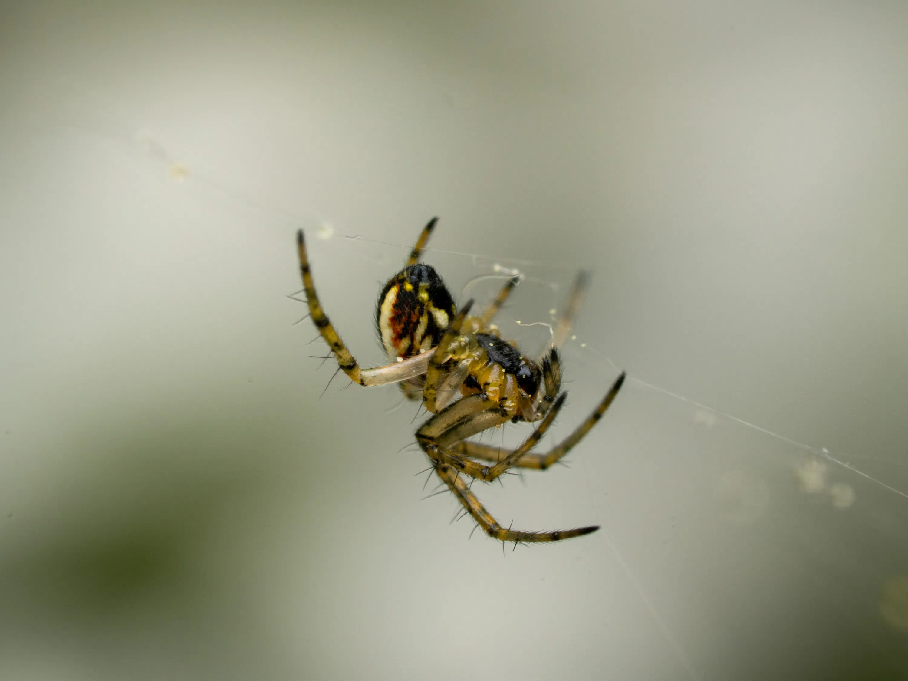 Mangora acalypha
