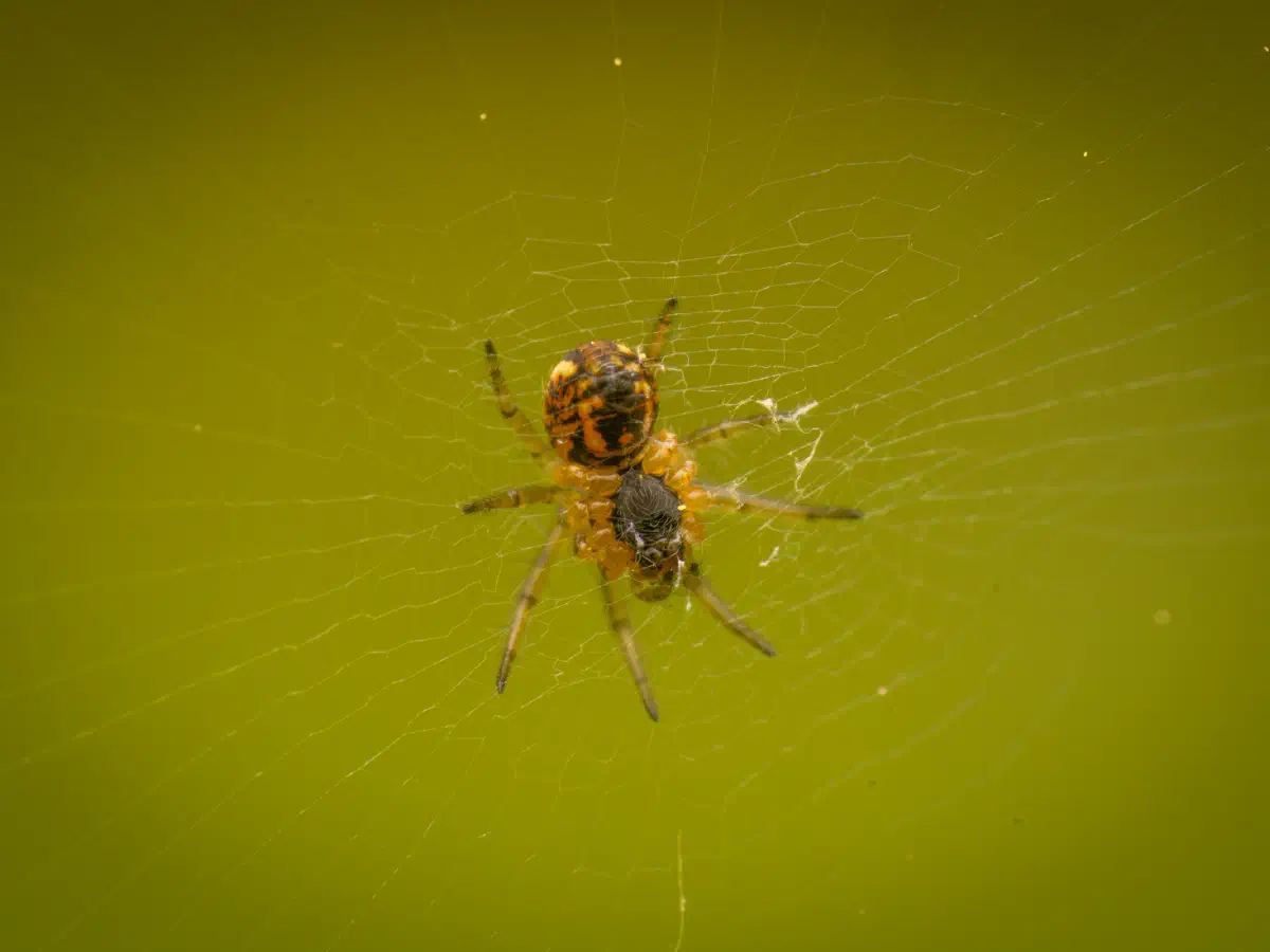 Mangore petite-bouteille