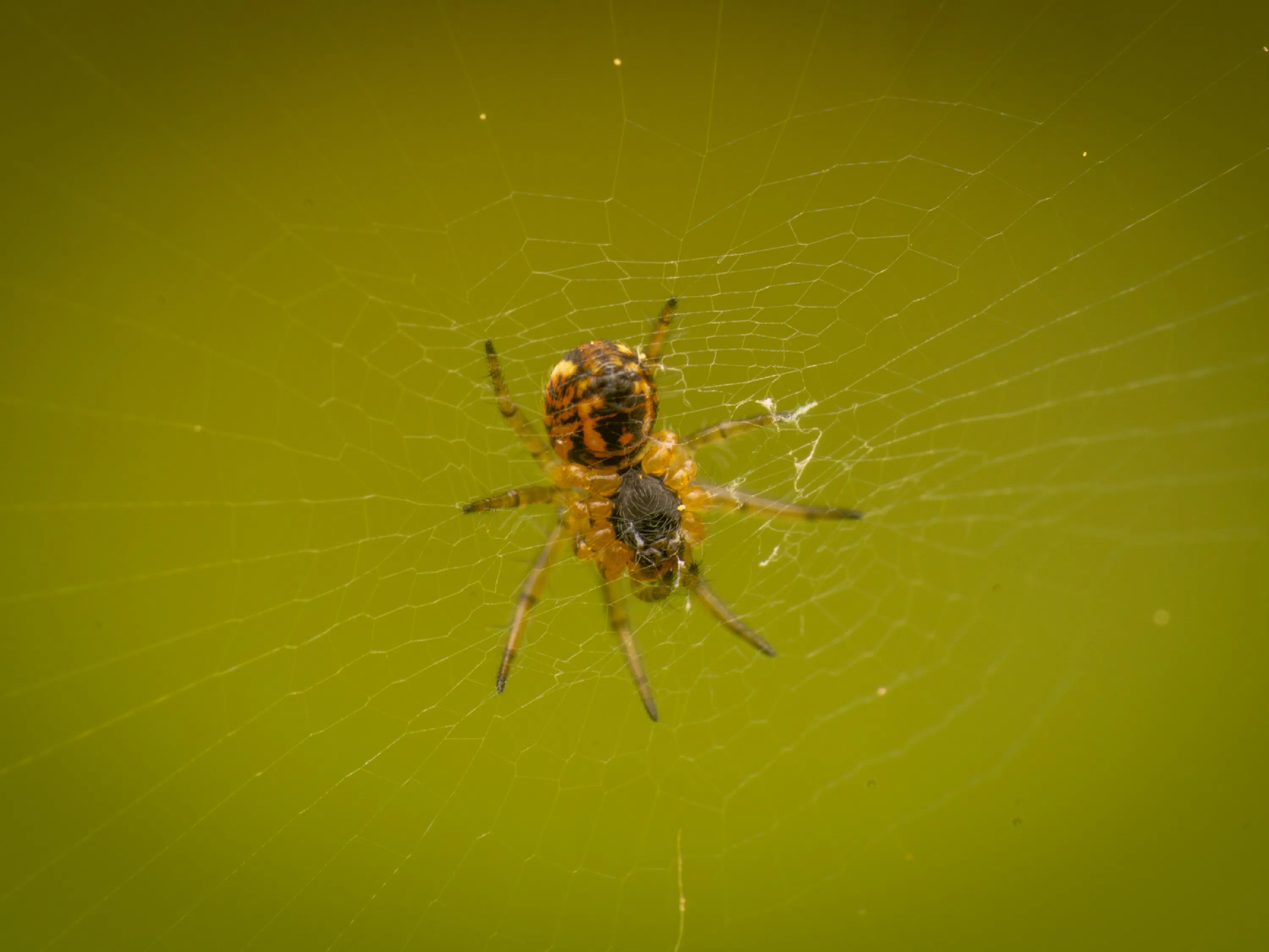 Streifenkreuzspinne