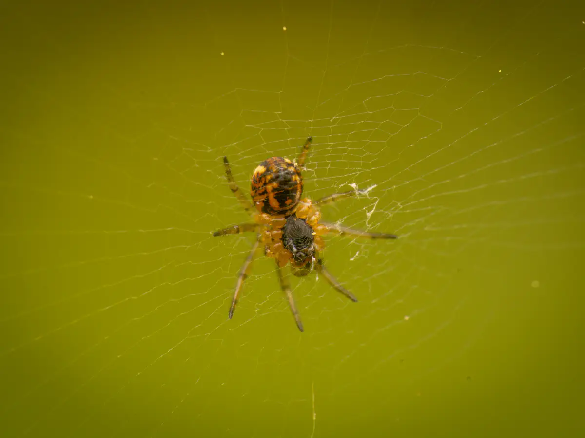 Mangore petite-bouteille