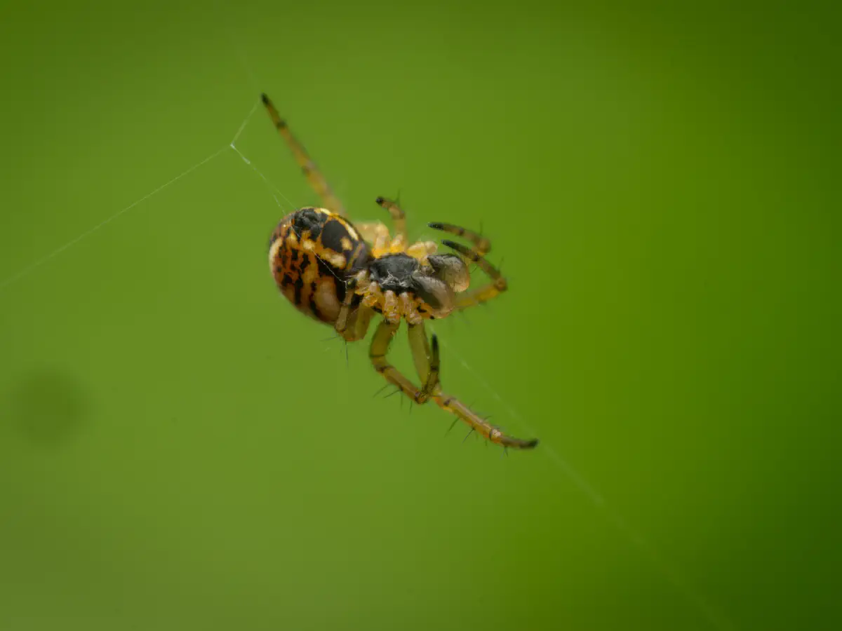 Mangore petite-bouteille