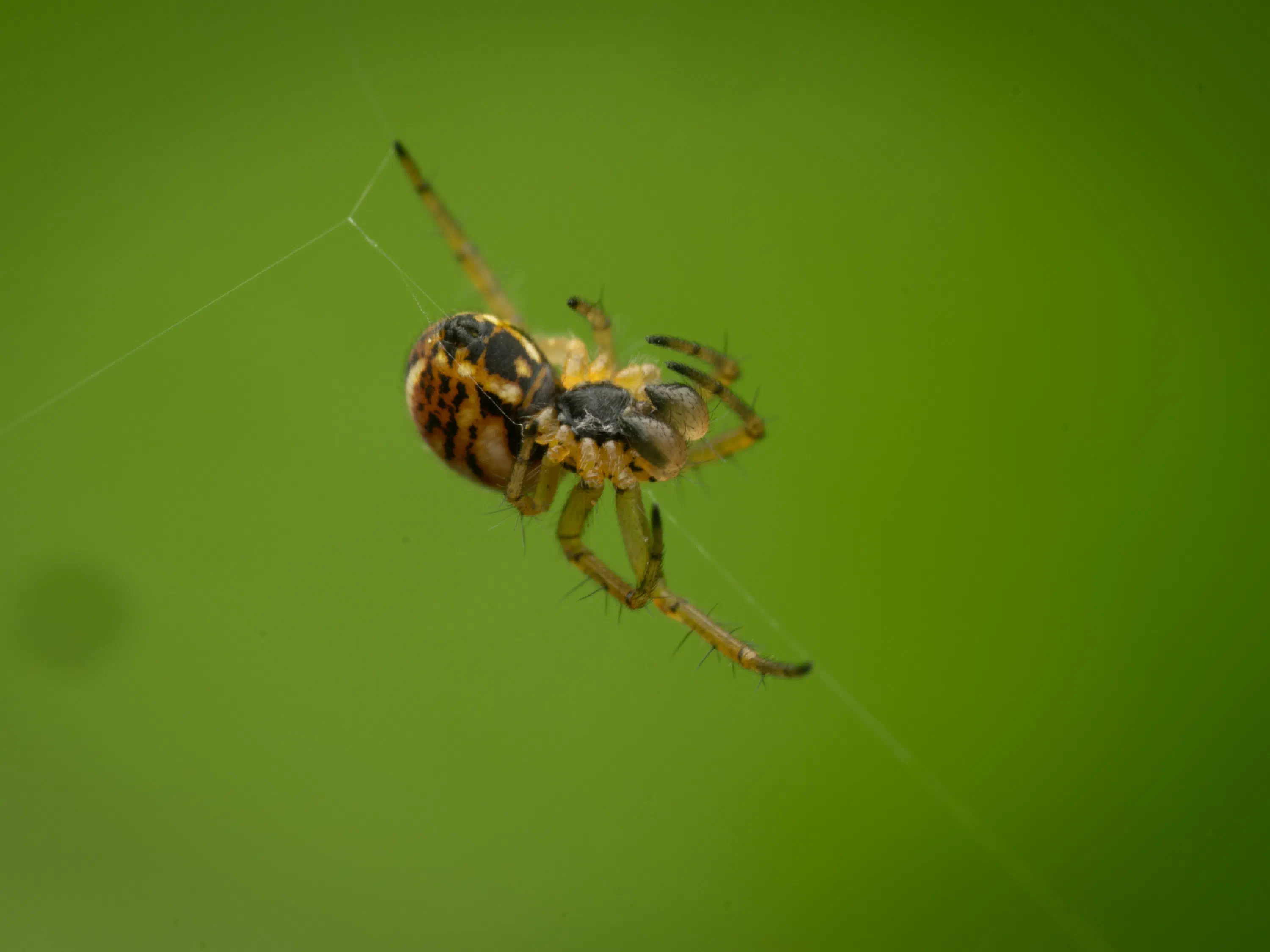 Streifenkreuzspinne
