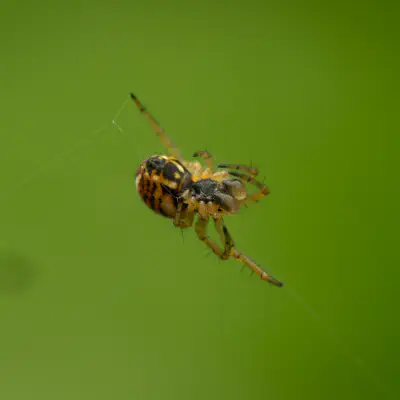 Cricket-bat Orbweaver