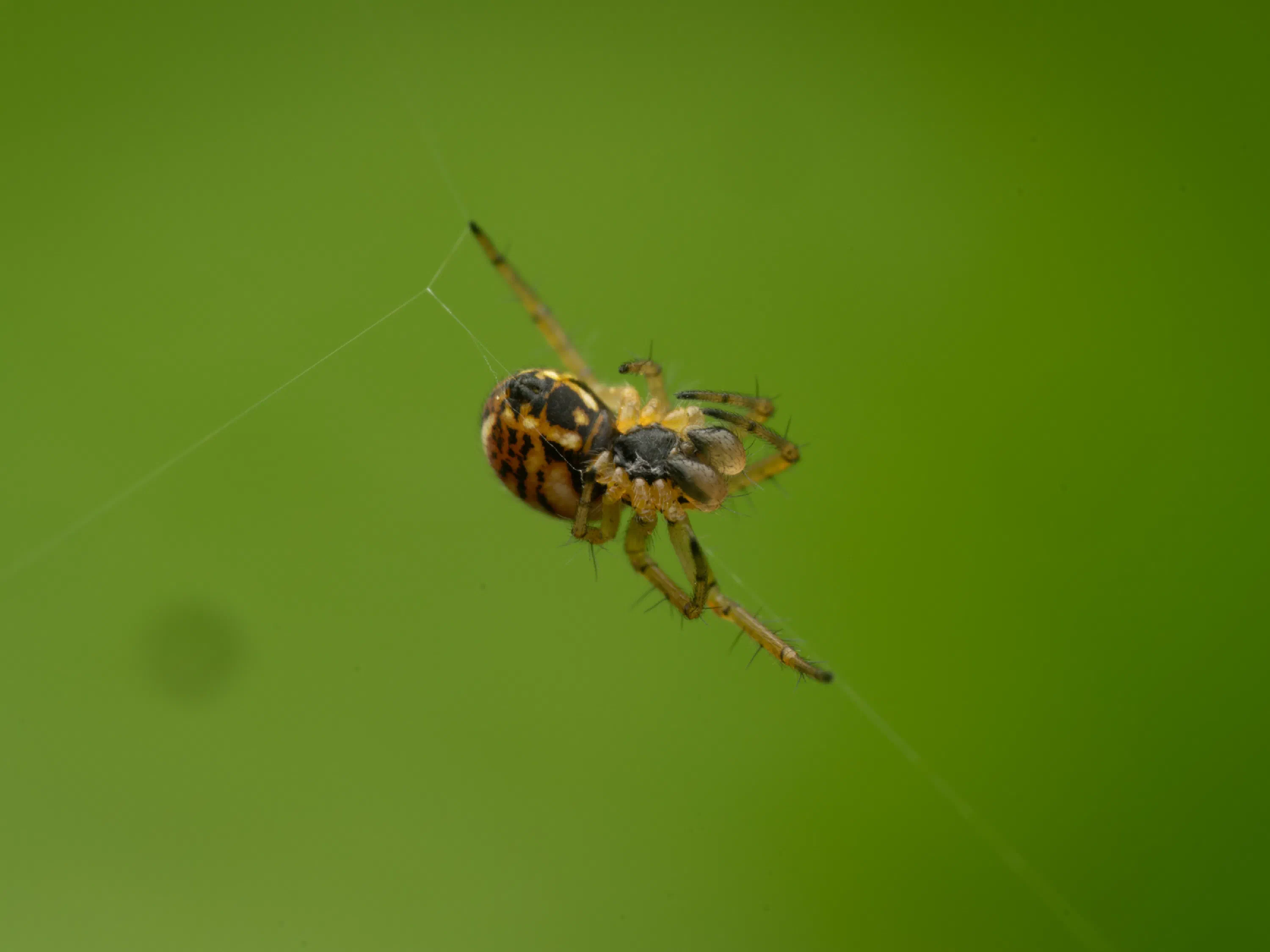 Streifenkreuzspinne