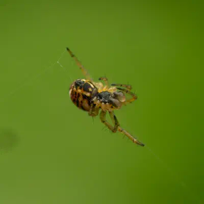 Mangora acalypha