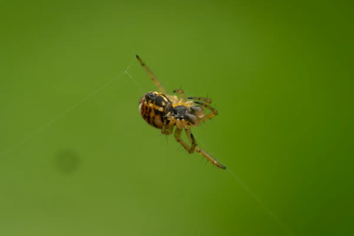 Cricket-bat Orbweaver