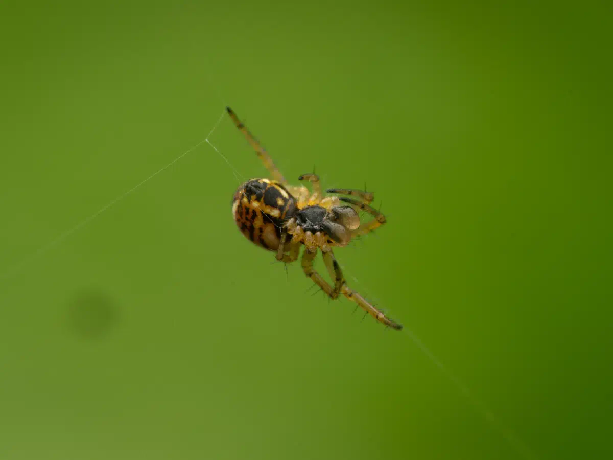 Mangore petite-bouteille