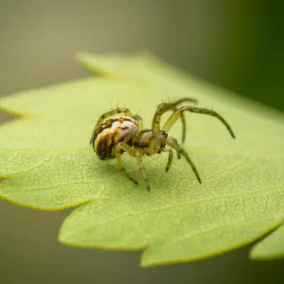 Mangora acalypha