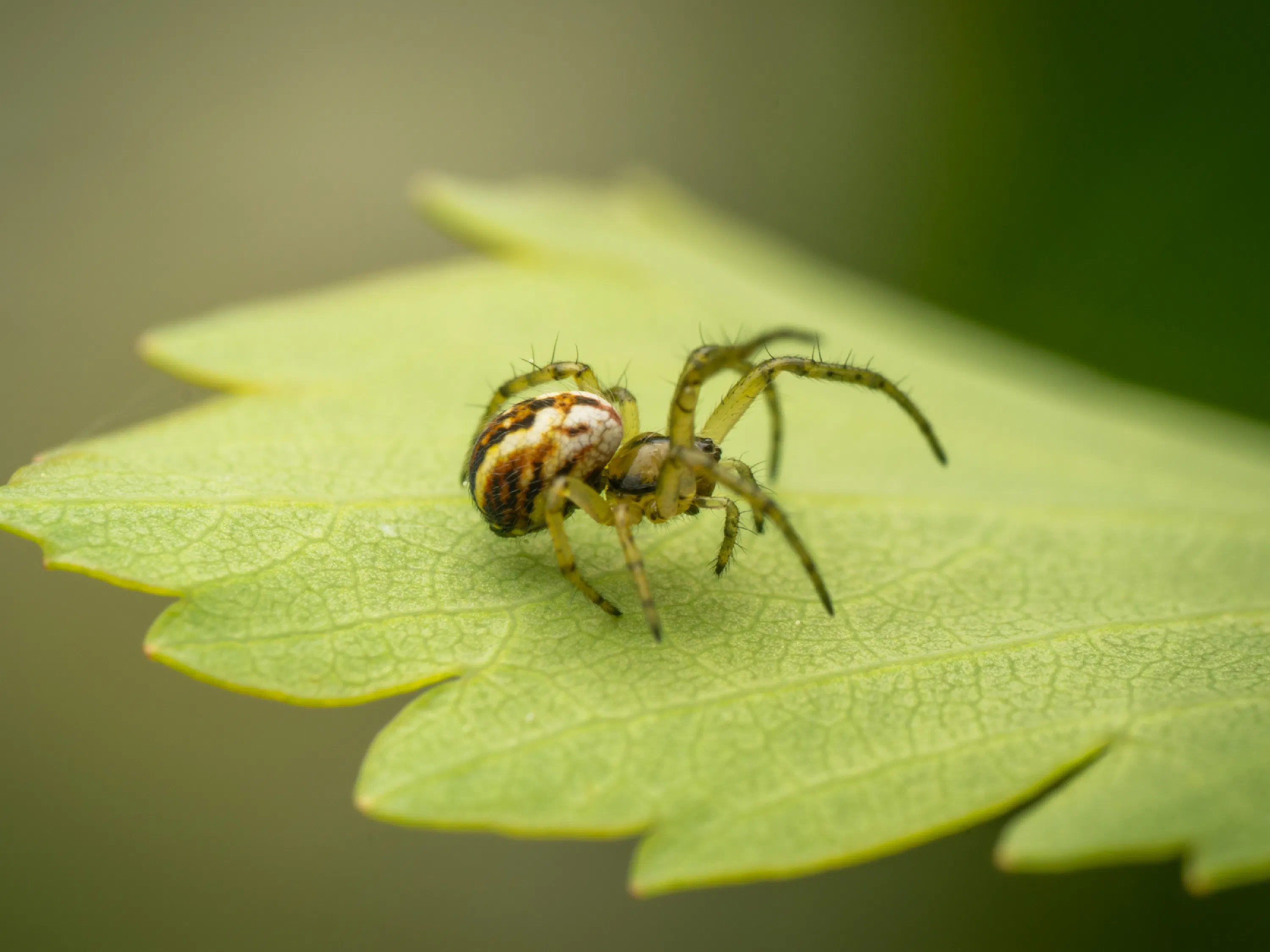 Mangora acalypha