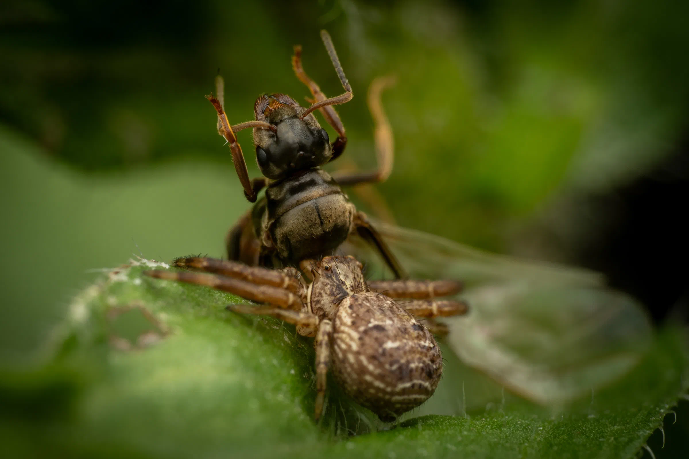 Anspruchslose Krabbenspinne