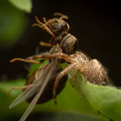 Xysticus kochi