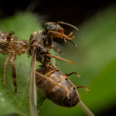 Xysticus kochi