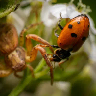Xysticus cristatus