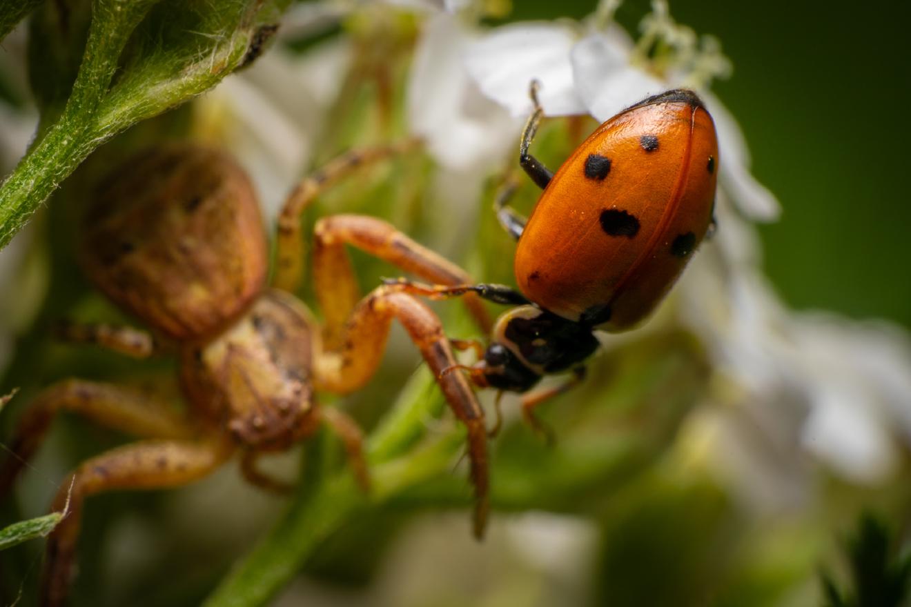 Common Crab Spider – No. 1