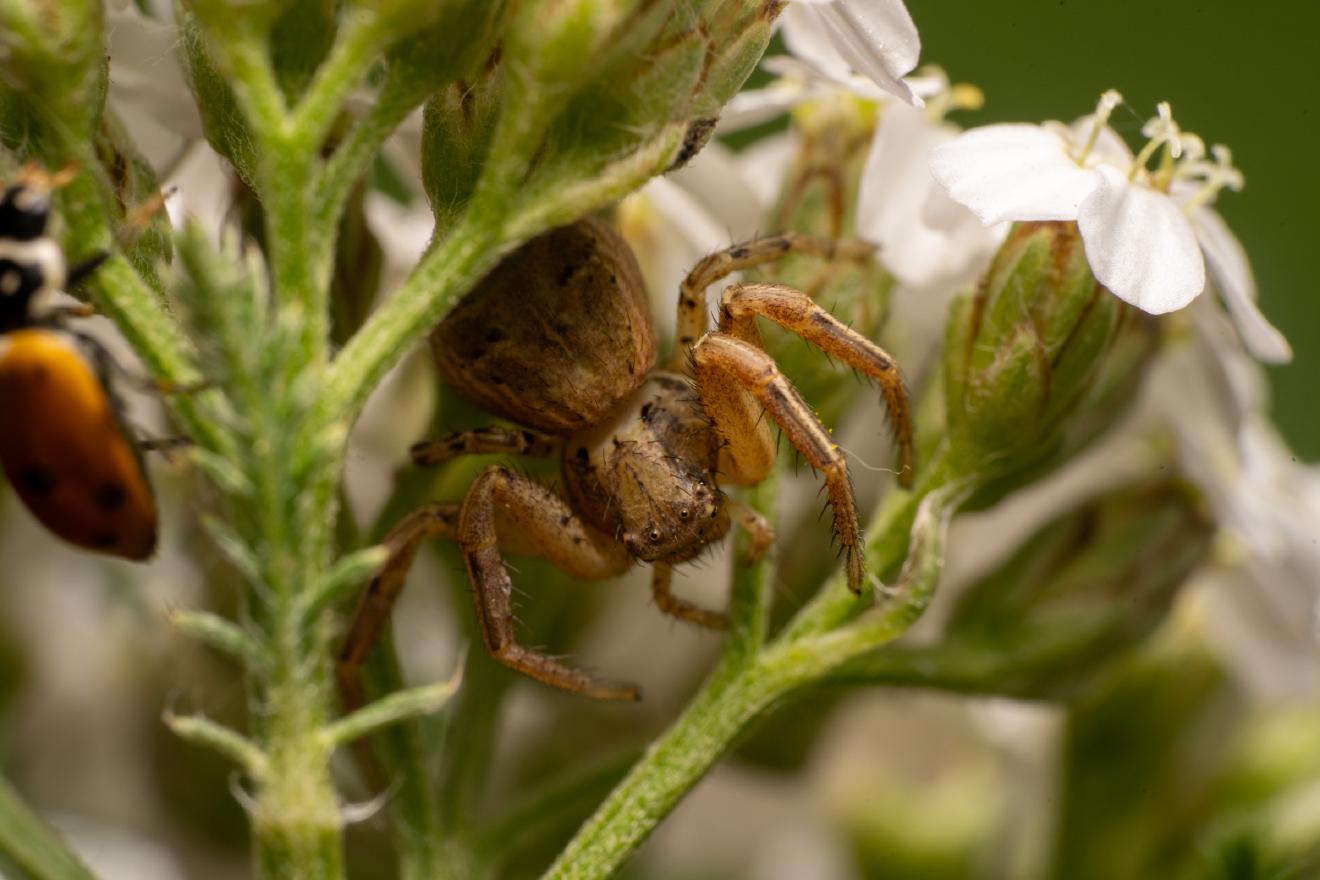 Common Crab Spider – No. 2