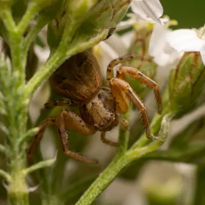 Braune Krabbenspinne