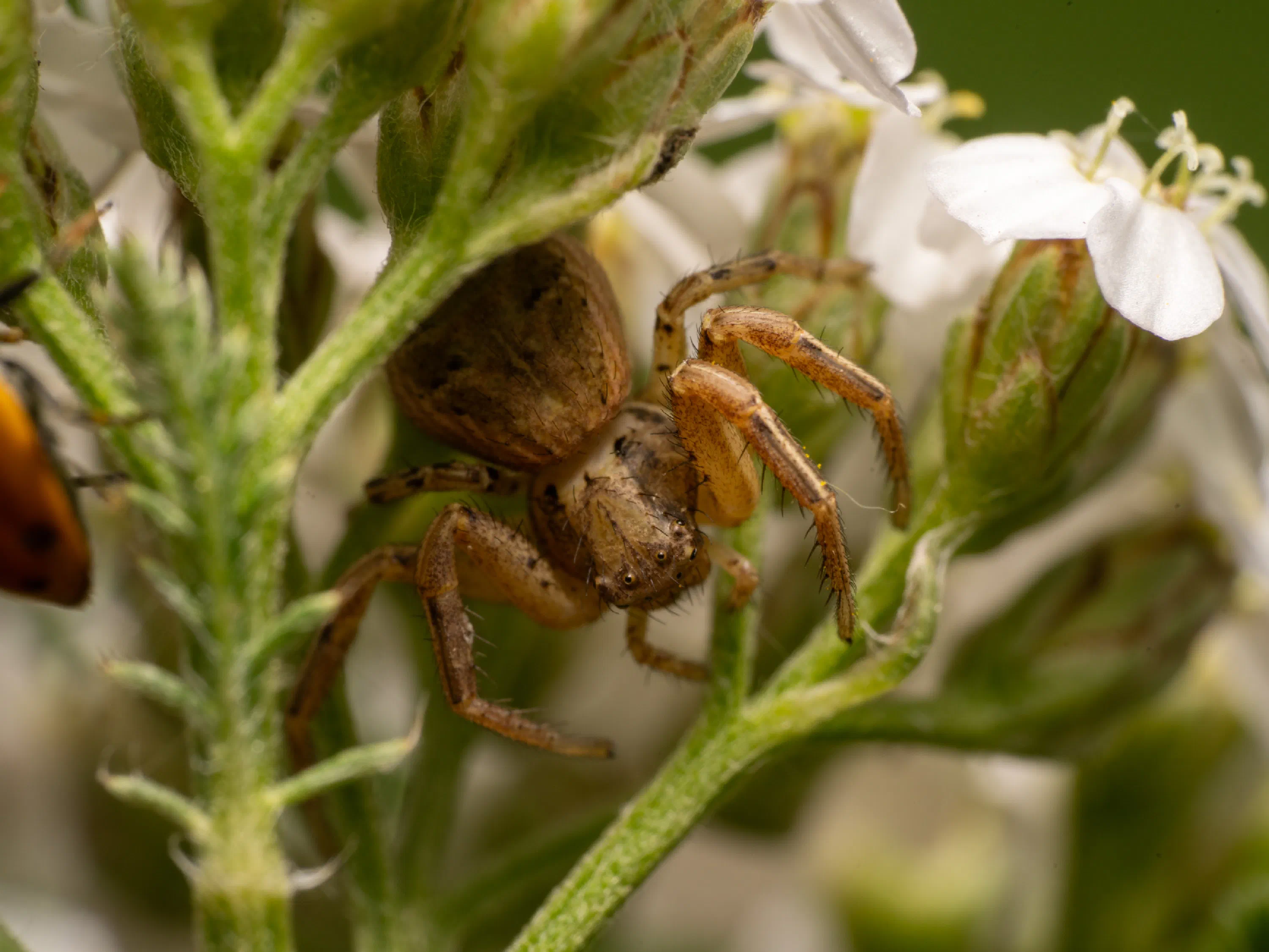 Xysticus cristatus