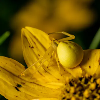 Crab Spiders