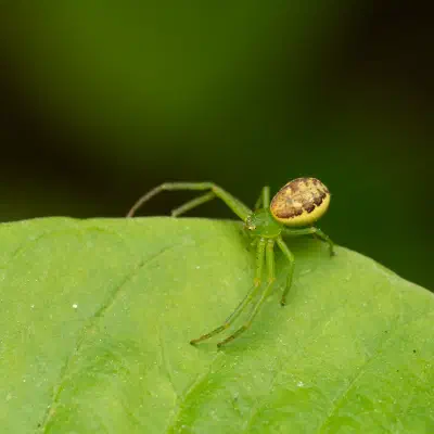 Diaea dorsata