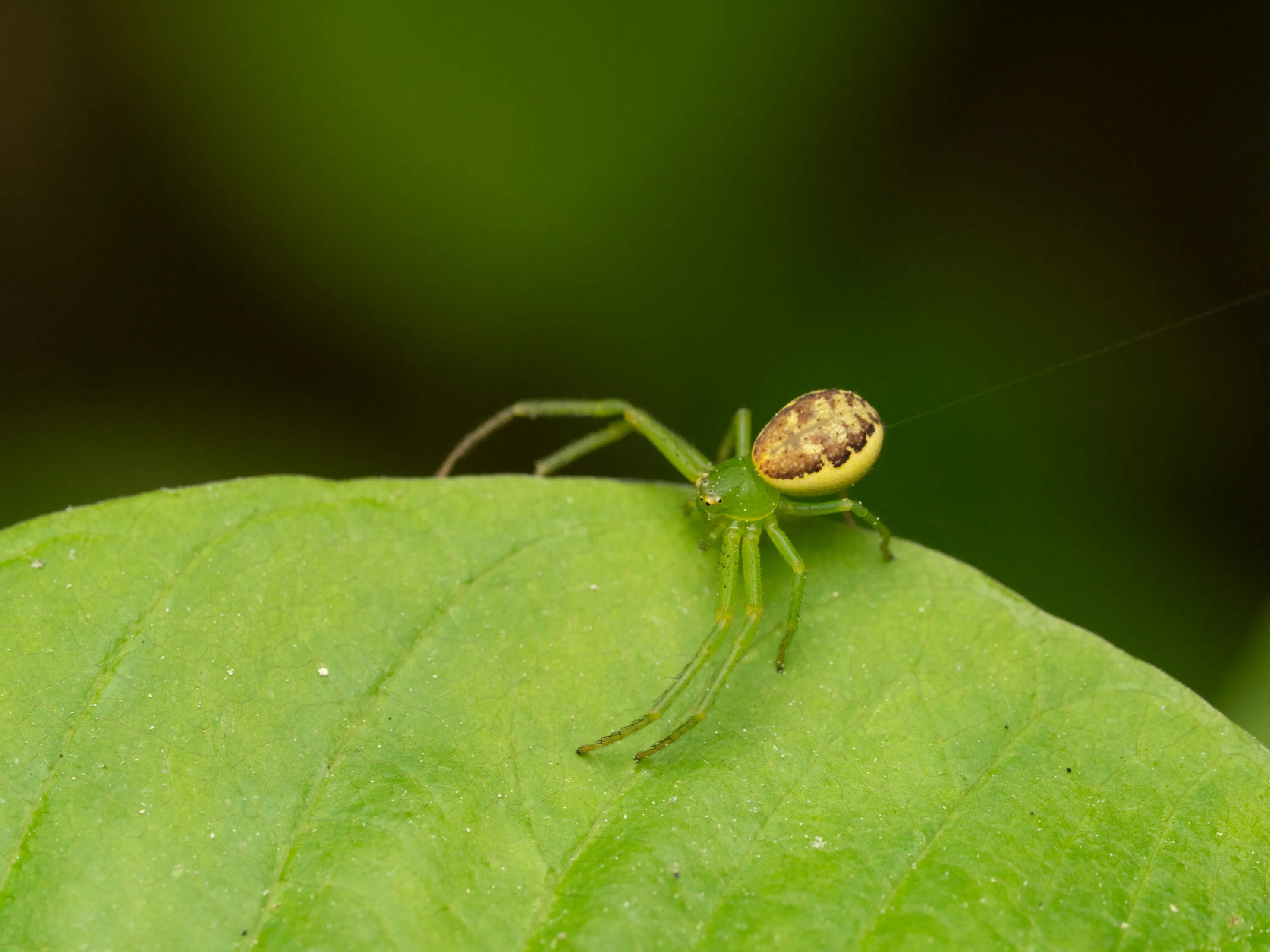 Diaea dorsata