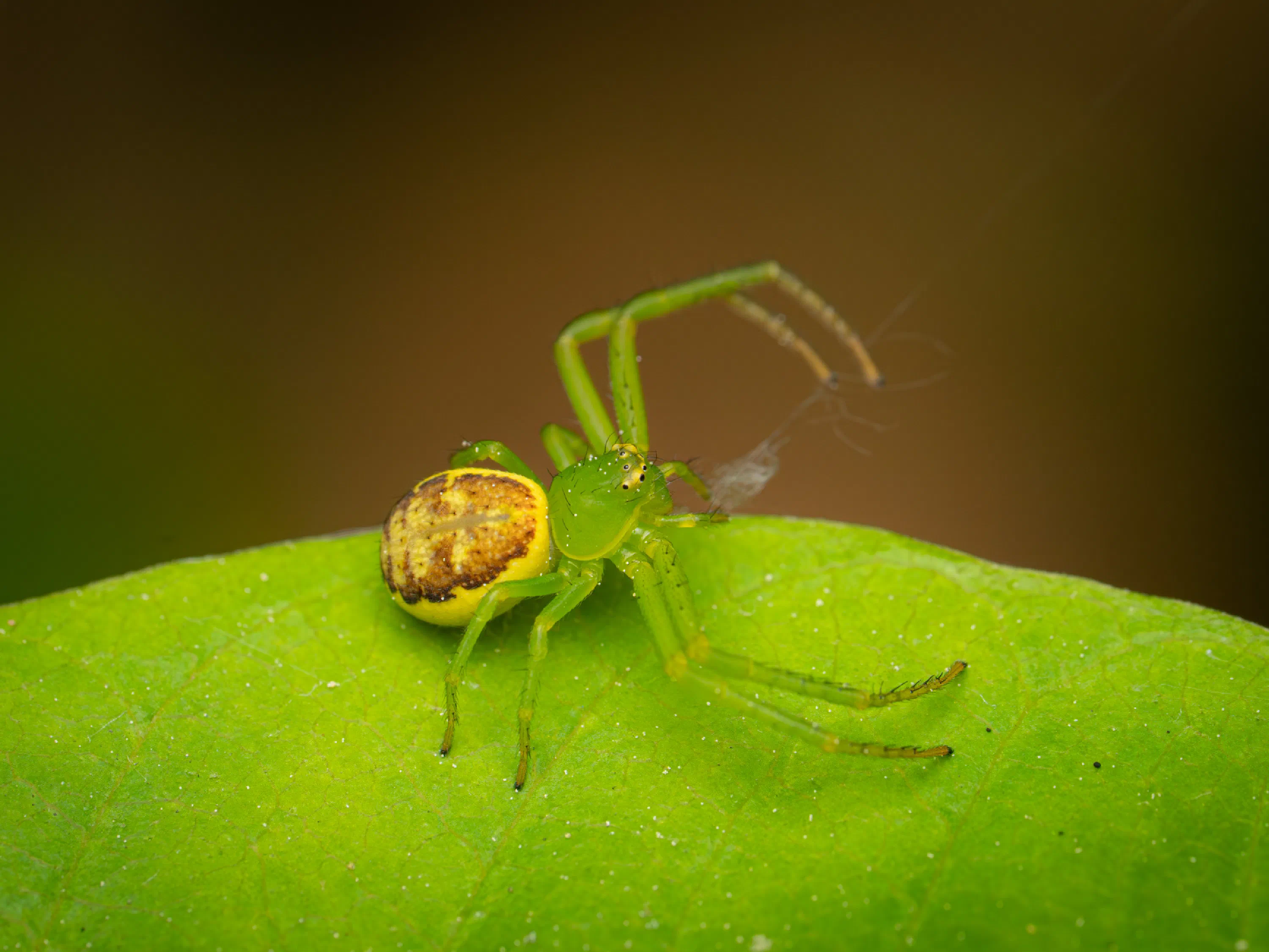 Diaea dorsata