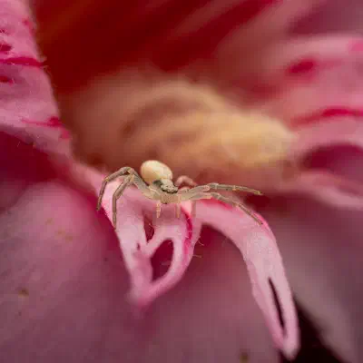 Araña camuflada de las flores