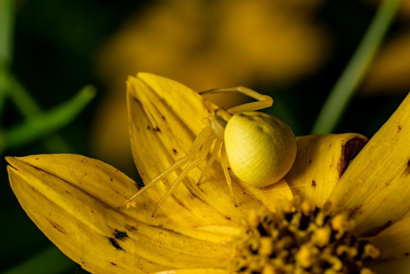 Goldenrod Crab Spider – No. 1