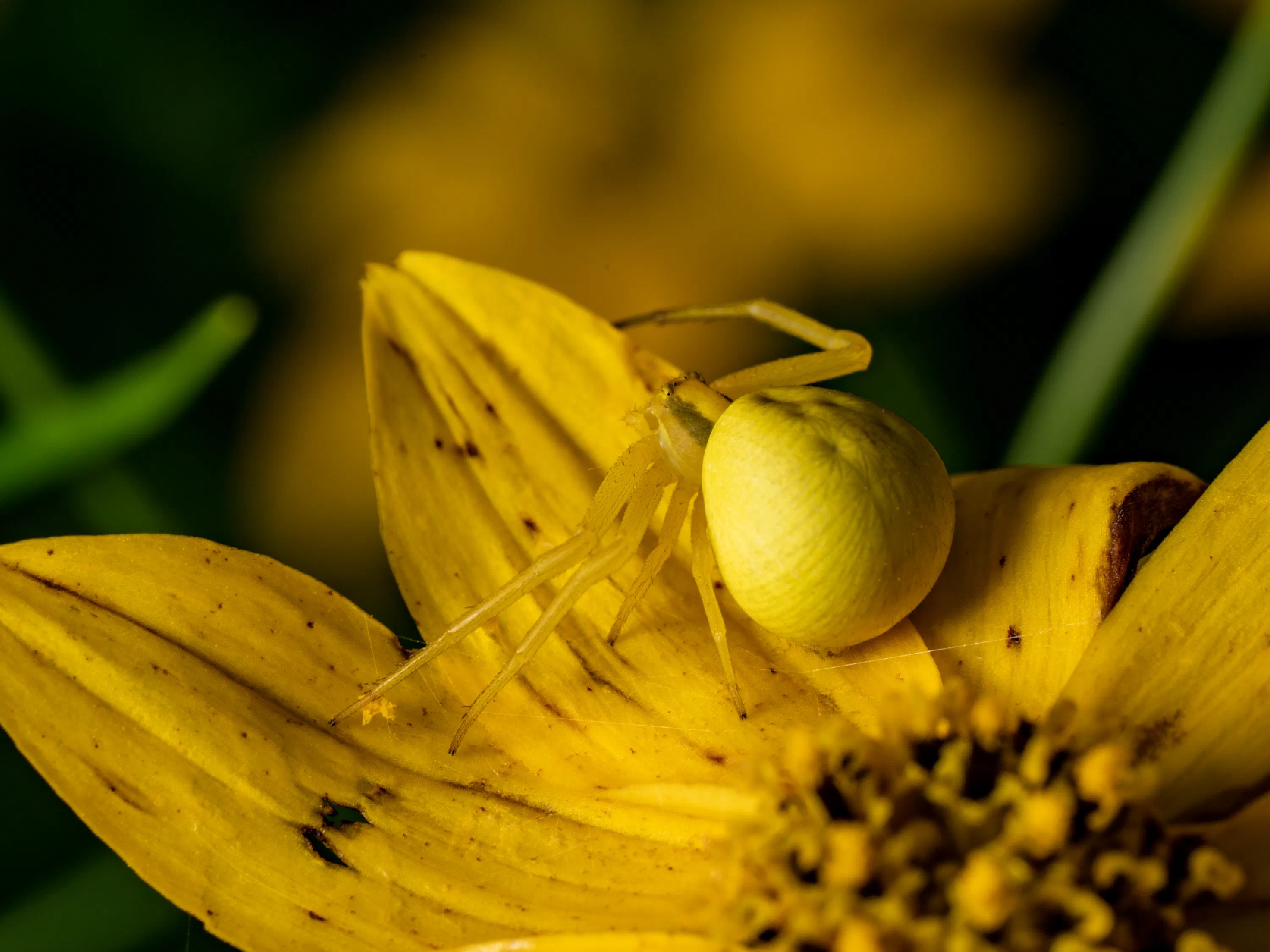 Goldenrod Crab Spider