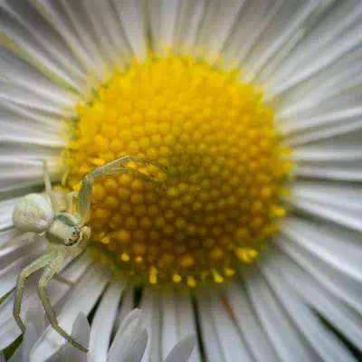 Goldenrod Crab Spider
