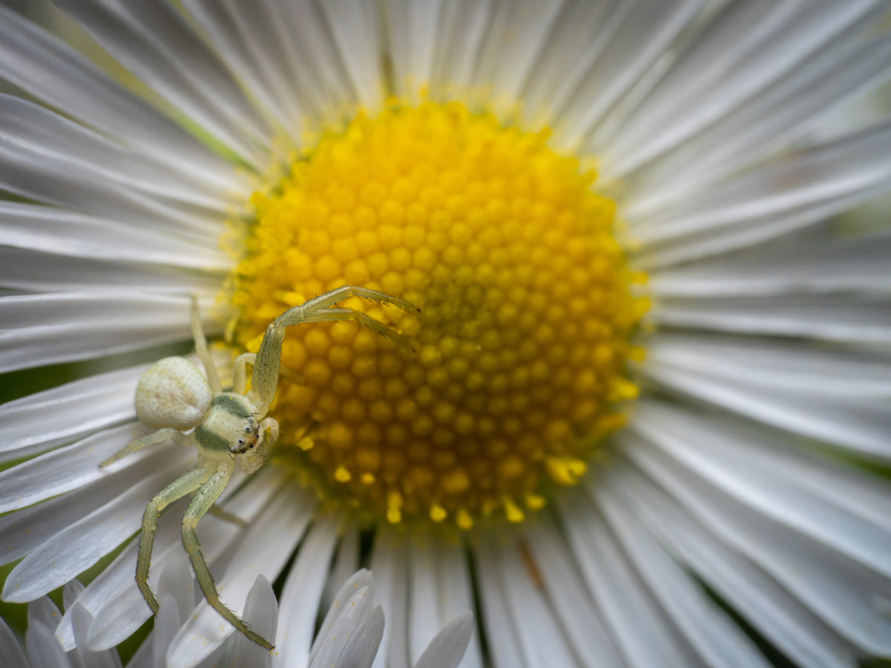Goldenrod Crab Spider