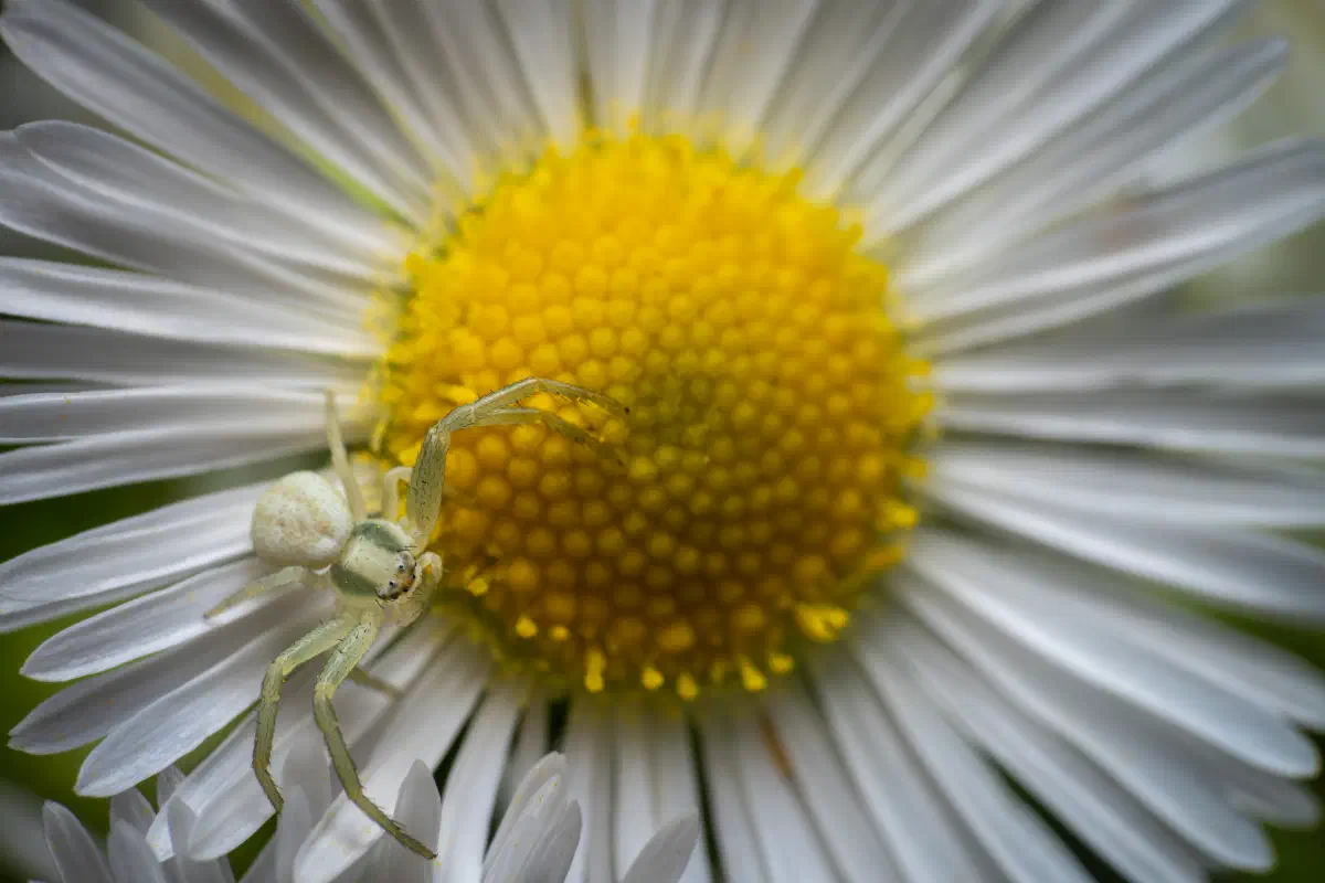 Araña camuflada de las flores