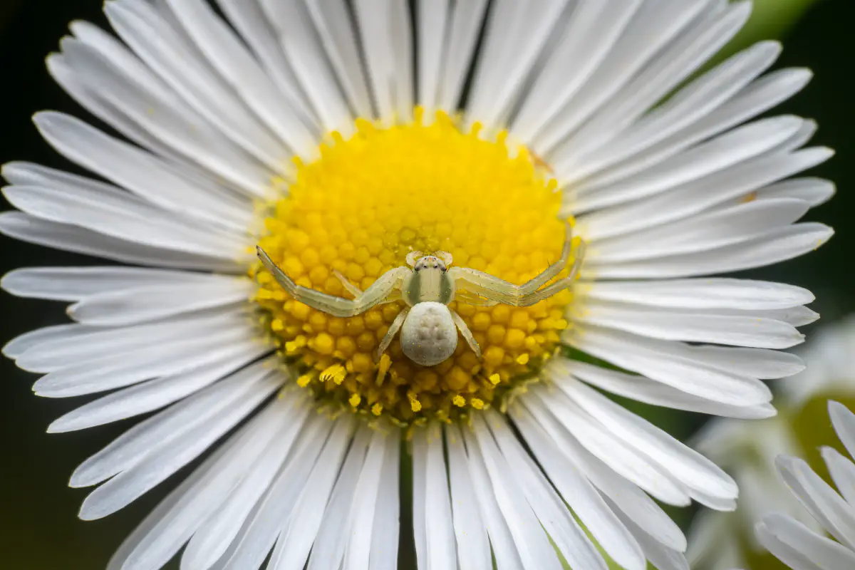 Veränderliche Krabbenspinne