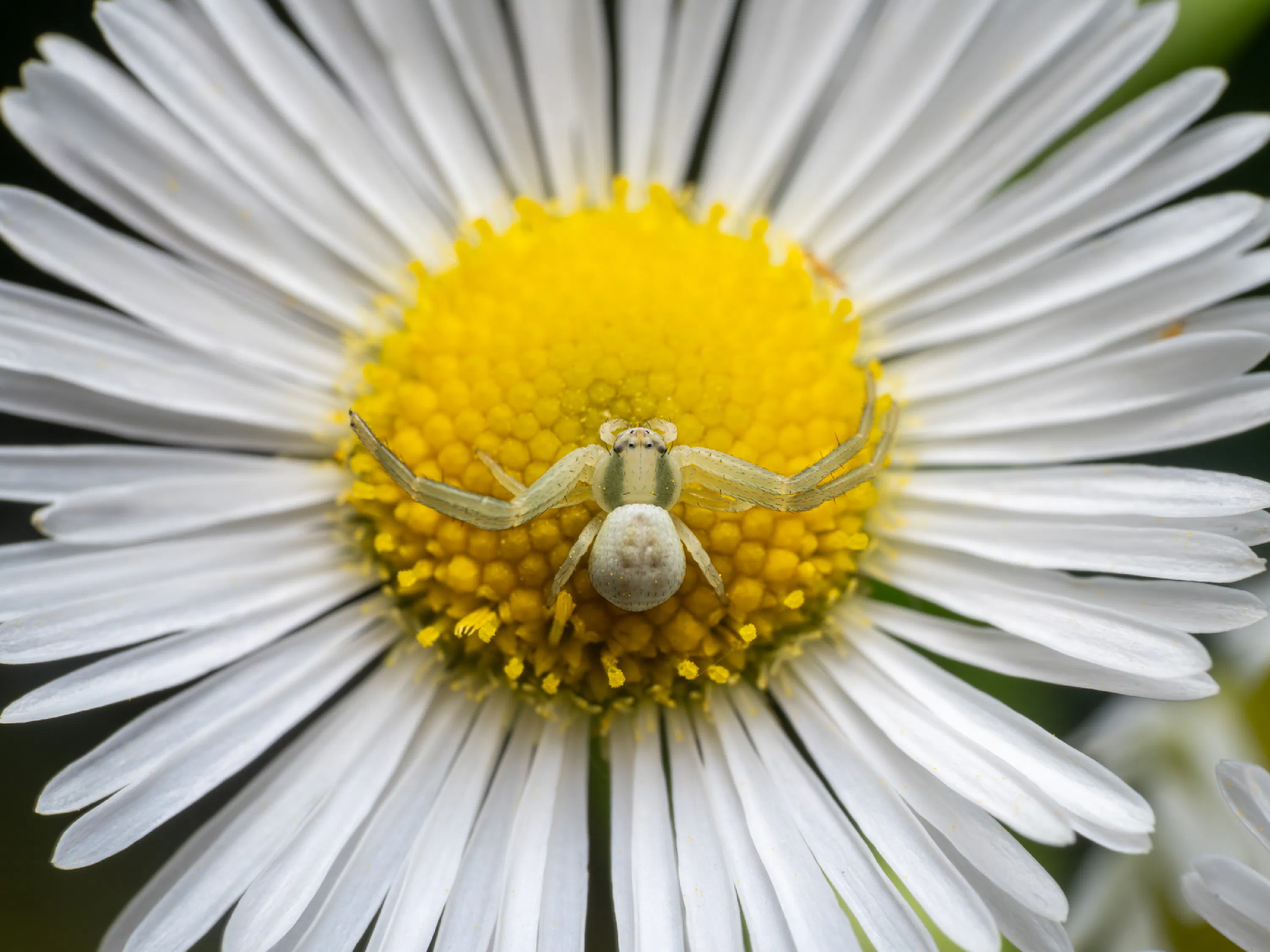 Goldenrod Crab Spider