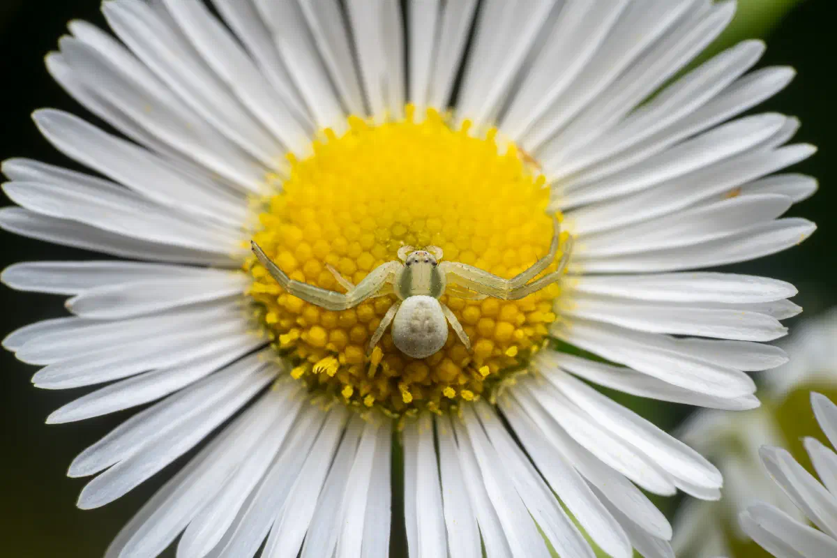 Araña camuflada de las flores