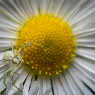 Araña camuflada de las flores