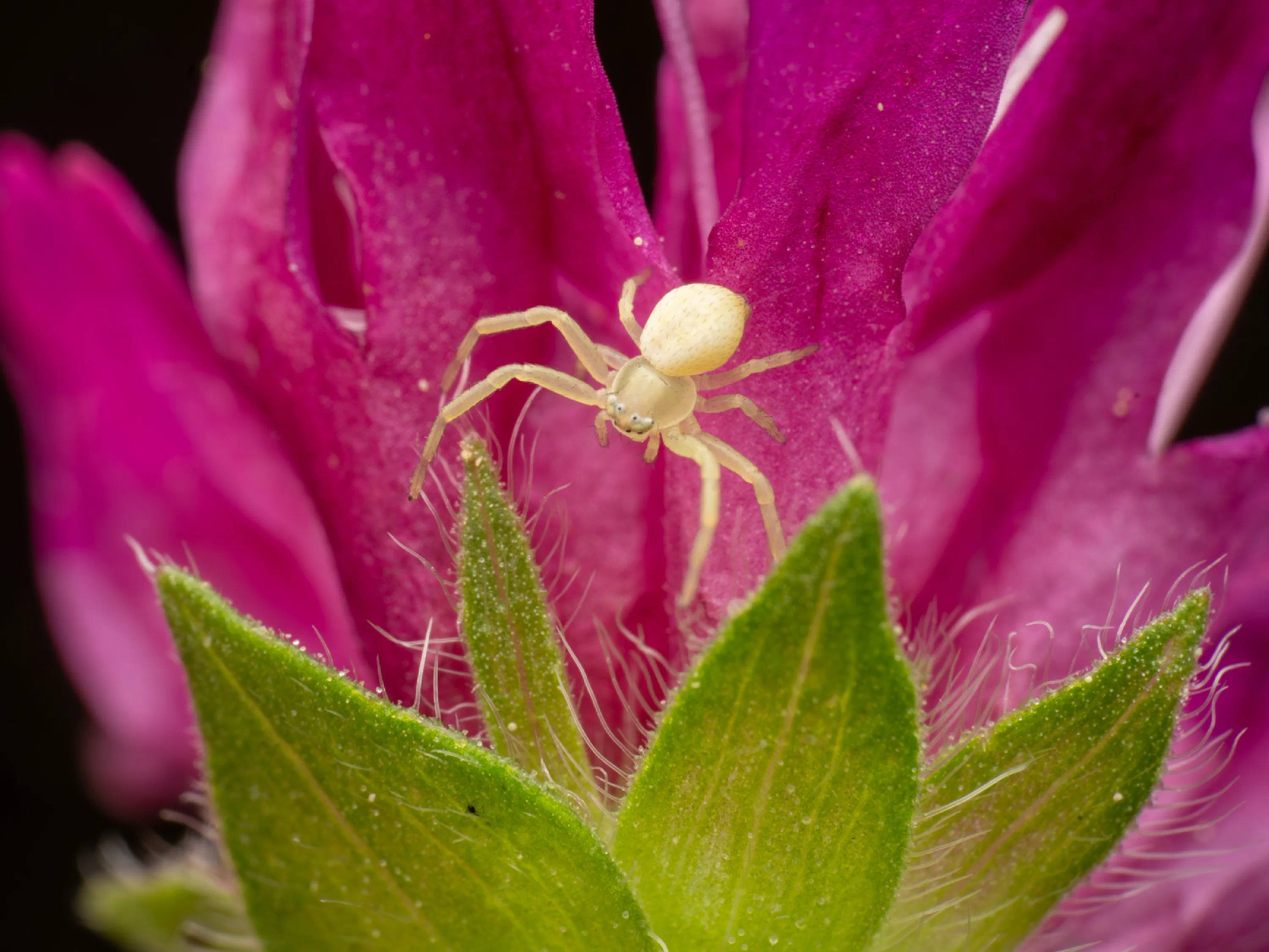 Goldenrod Crab Spider