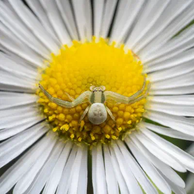 Araña camuflada de las flores