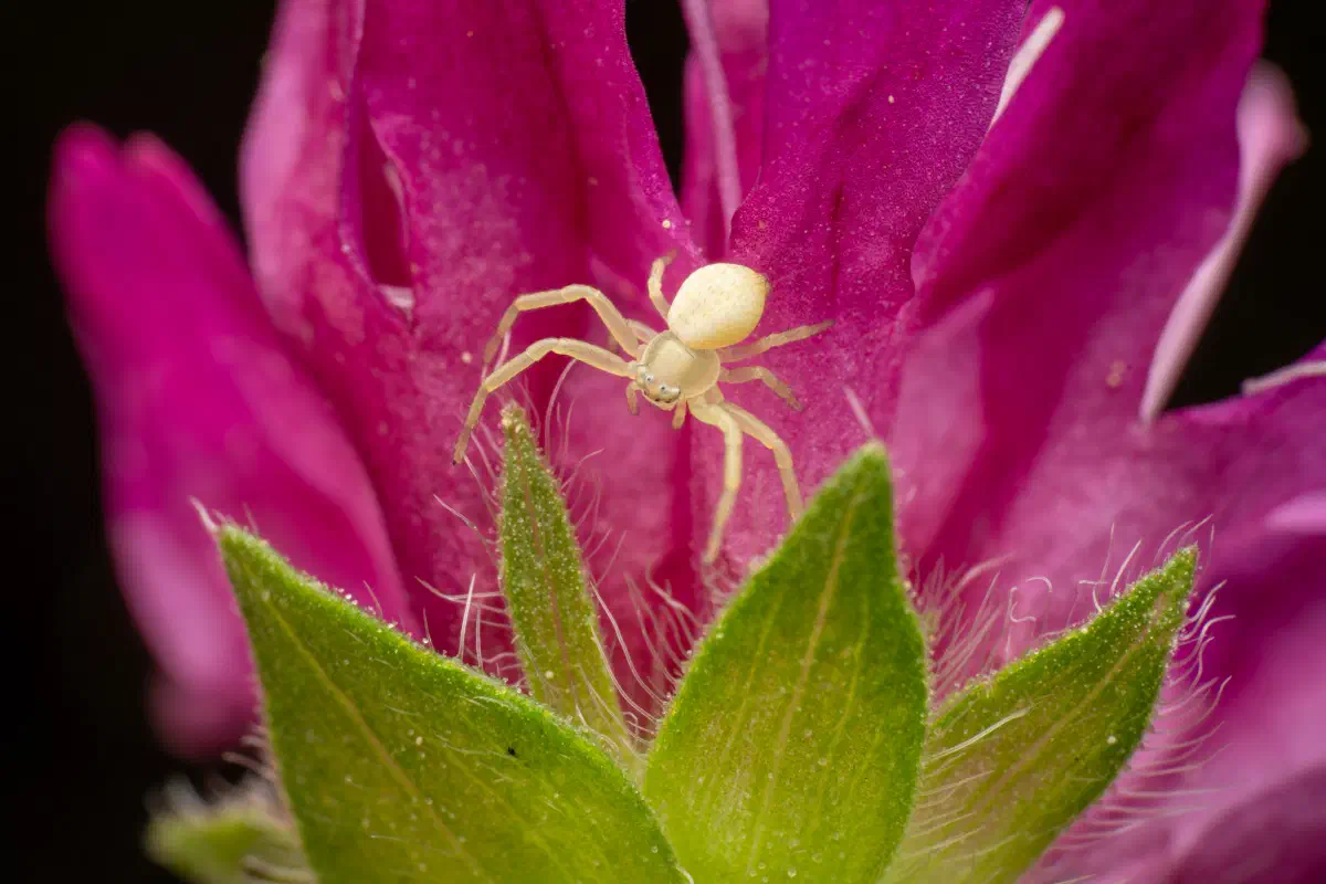 Araña camuflada de las flores