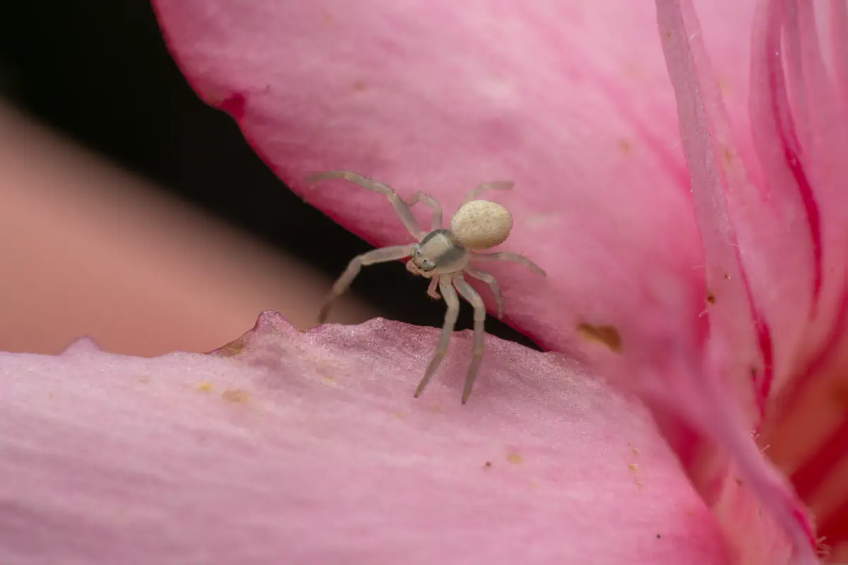 Veränderliche Krabbenspinne