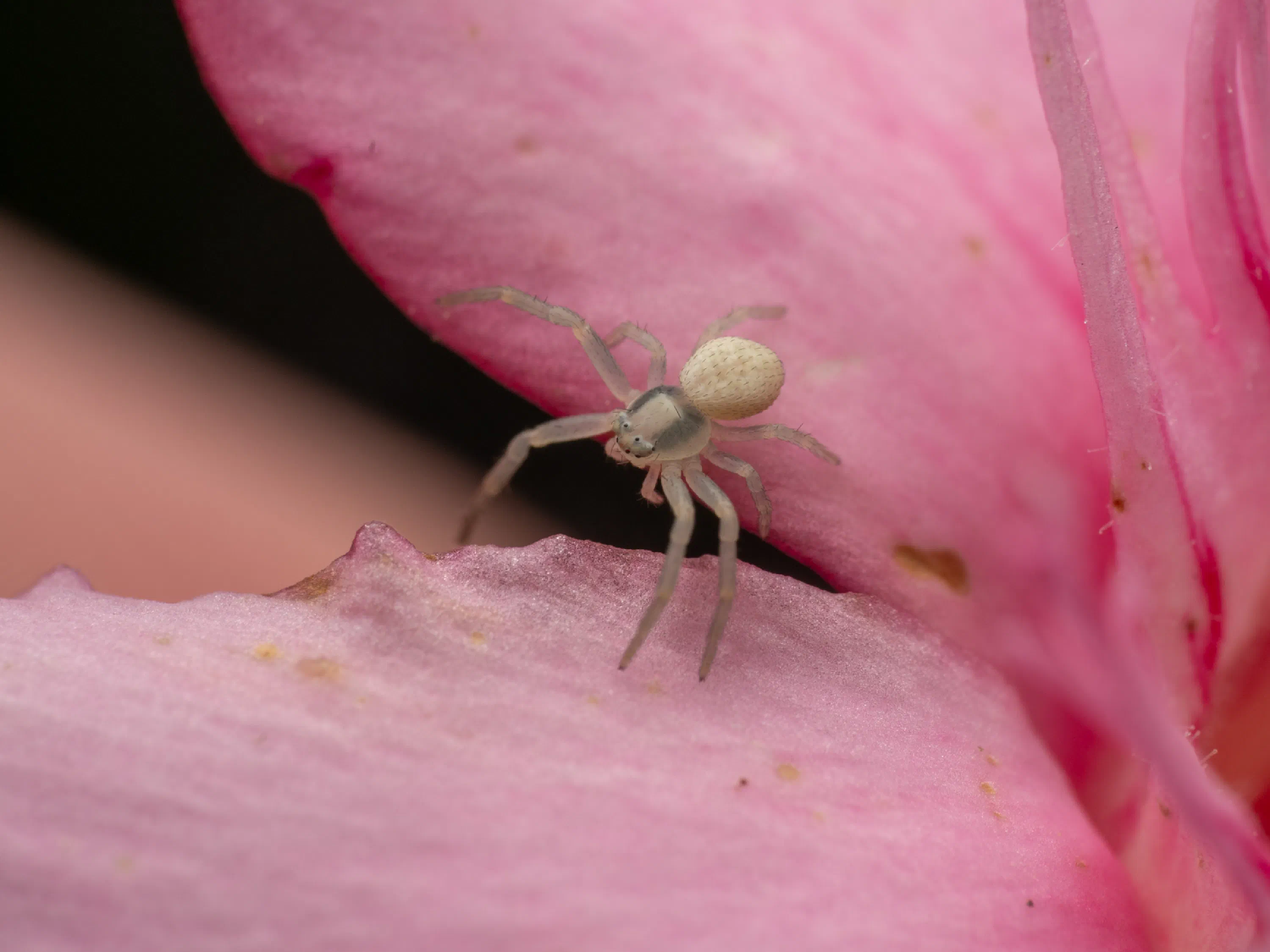 Goldenrod Crab Spider