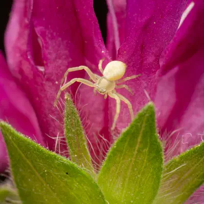 Araña camuflada de las flores