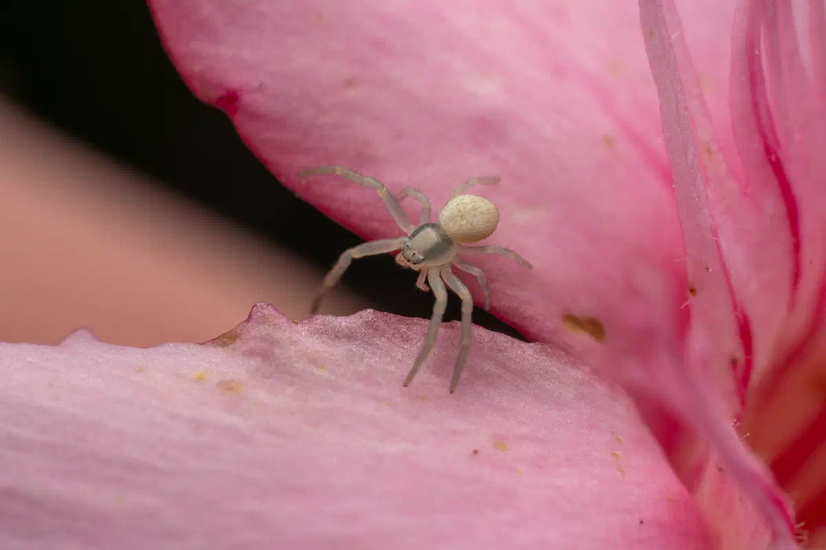 Araña camuflada de las flores