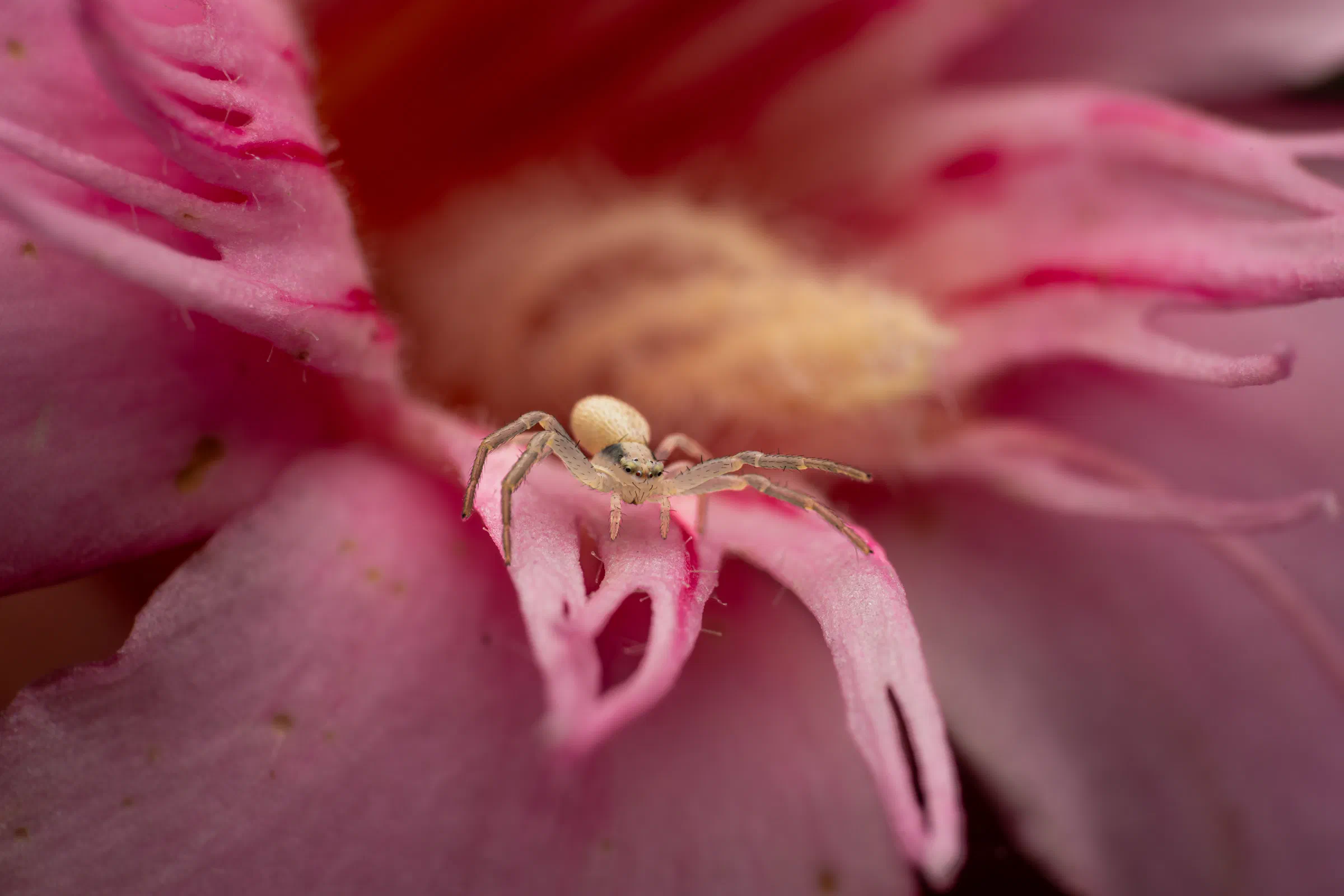Veränderliche Krabbenspinne