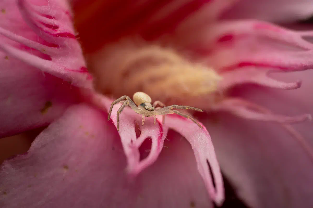 Araña camuflada de las flores