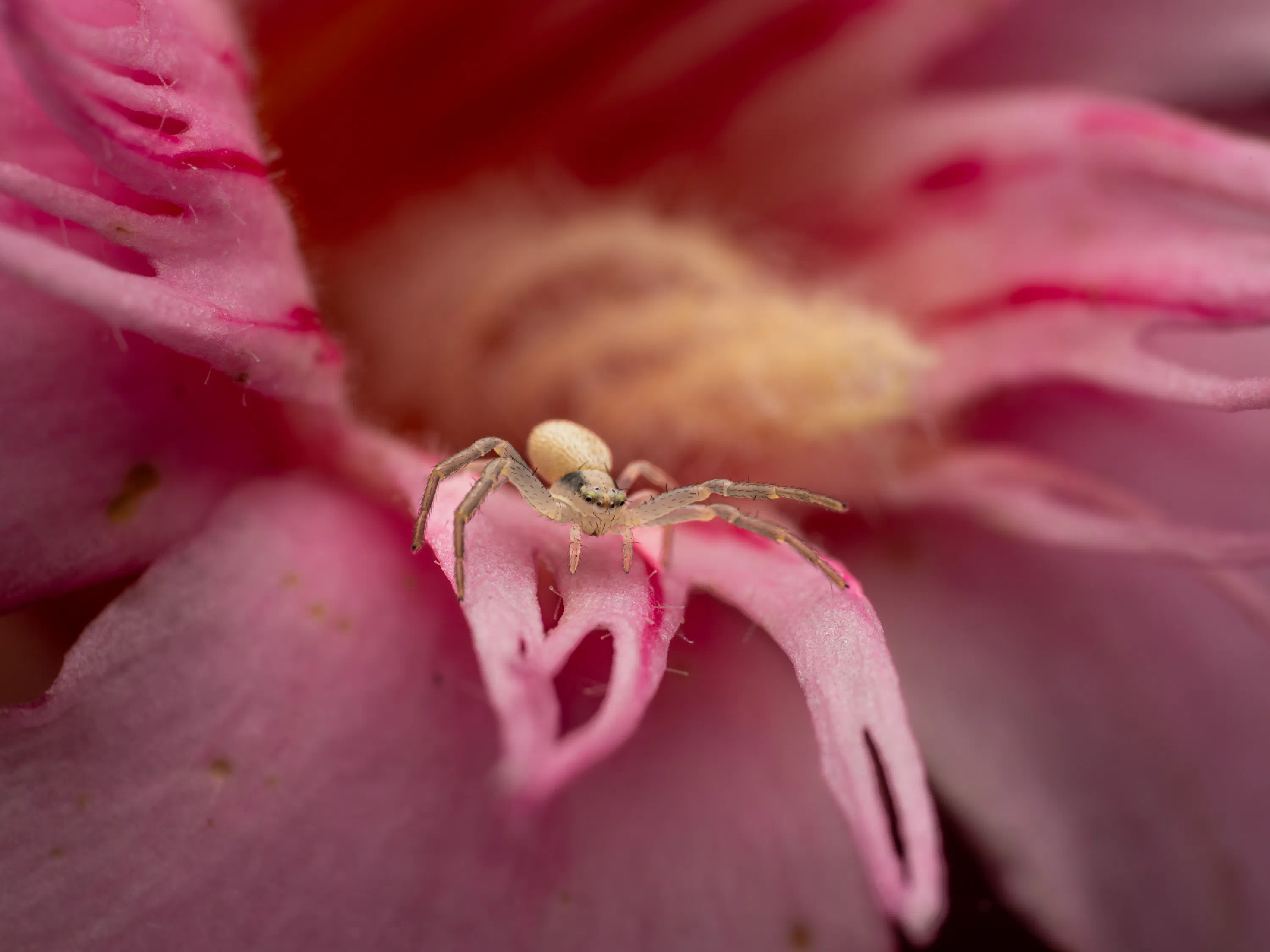 Goldenrod Crab Spider