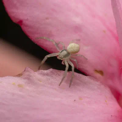 Araña camuflada de las flores