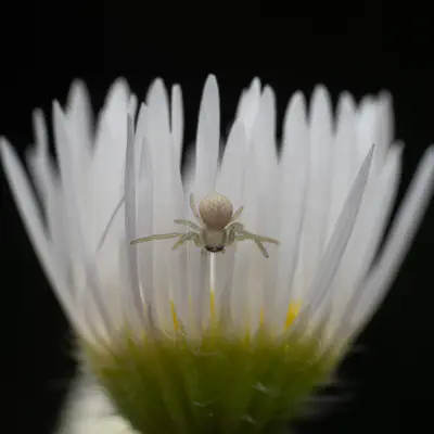 Veränderliche Krabbenspinne